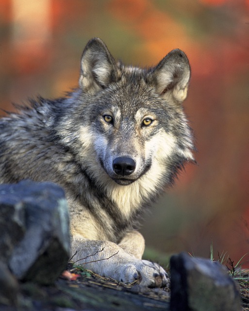 - Prozkoumejte možnosti upgradu vábniček na vlky: Jak získat další výhodu a efektivitu při lovu