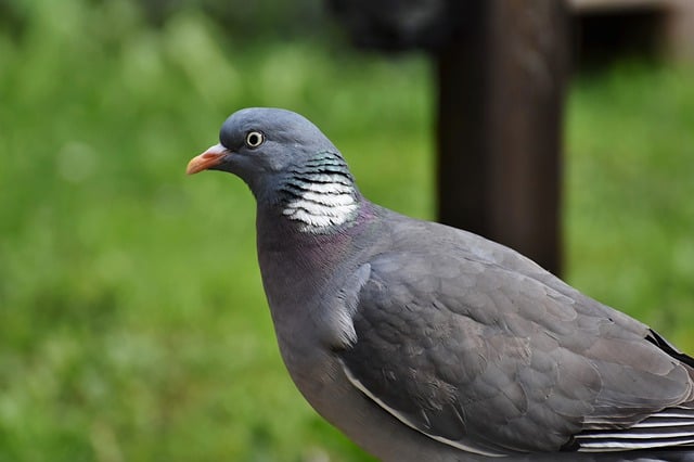 Rady pro chovatele: Jak pečovat o krásného holuba hřivnáče