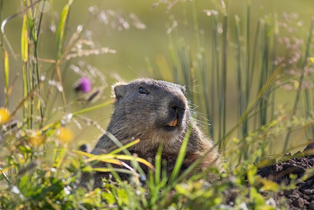 Historie svistě horského (Marmota marmota): Vývoj tohoto hlodavce