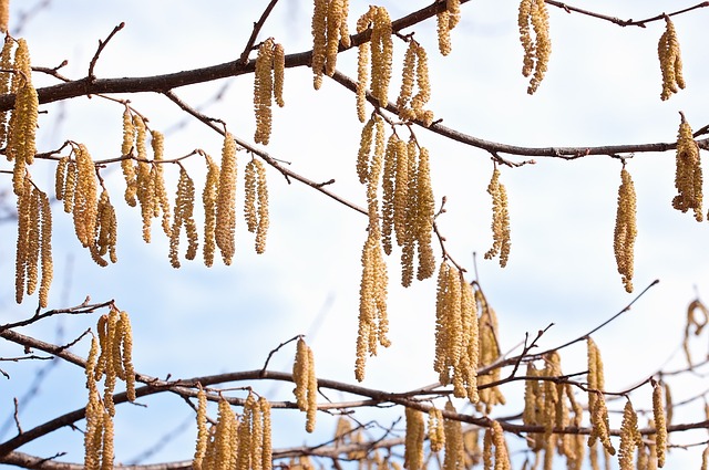 Jedinečné přírodní bohatství naší krajiny – Liška obecná