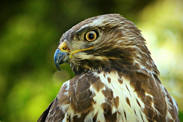 Myslivecká mluva káně lesní (Buteo buteo): Jak se dorozumět s tímto dravým ptákem? 5 5. Jak pomoci káním lesním: Doporučení při ochraně a zachování jejich přirozeného prostředí