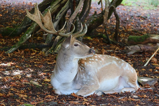 Tipy a triky⁢ pro úspěšný lov jelení⁤ siku