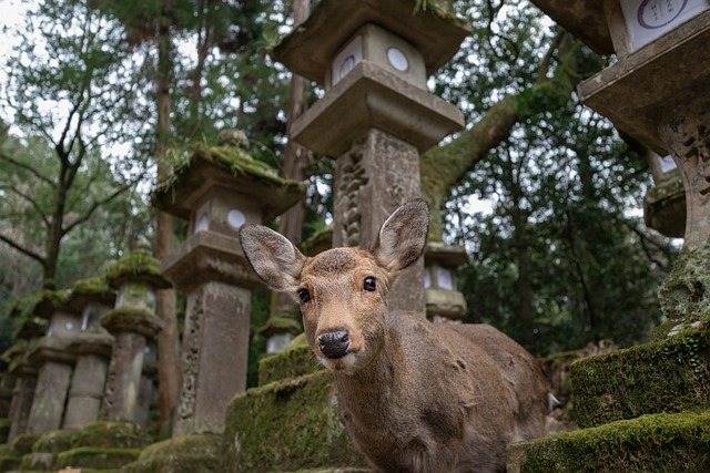 - Fyzické charakteristiky a jedinečné vlastnosti jelenů siky japonských