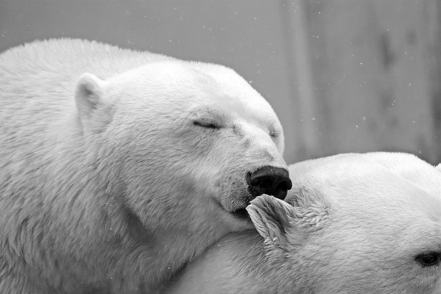 - Ekologické a ochranářské ‍důsledky poplatkového lovu ‍medvěda