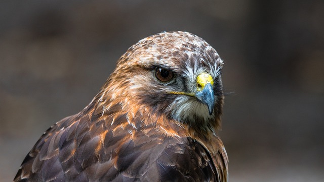 Myslivecká mluva káně lesní (Buteo buteo): Jak se dorozumět s tímto dravým ptákem? 6 6. Příležitosti pro sledování káně lesní: Kde najít tyto majestátní ptáky ve volné přírodě
