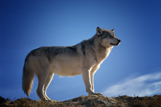 1. Potřeba ochrany vlků v naší přírodě: Důležitá role vlka obecného v ekosystémech