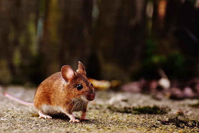 Doporučení pro vytvoření vhodného doupěte pro myši během zimního období