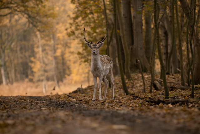 5. Zásady​ udržitelného lovu evropských jelenů: ​Etické ⁣a environmentální faktory