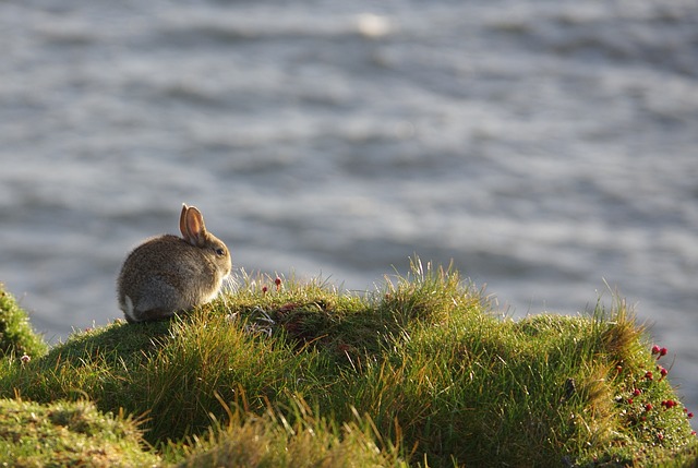 Přírodní ochrana králíka divokého: doporučení pro zachování a ochranu králíčího zvukového prostředí