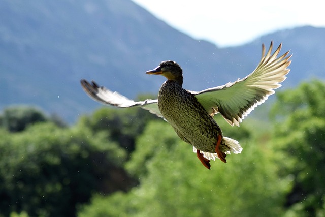 1. Lov kachen v České republice: Historie a vývoj tradice lovu ptáků v zemi střední ‌Evropy