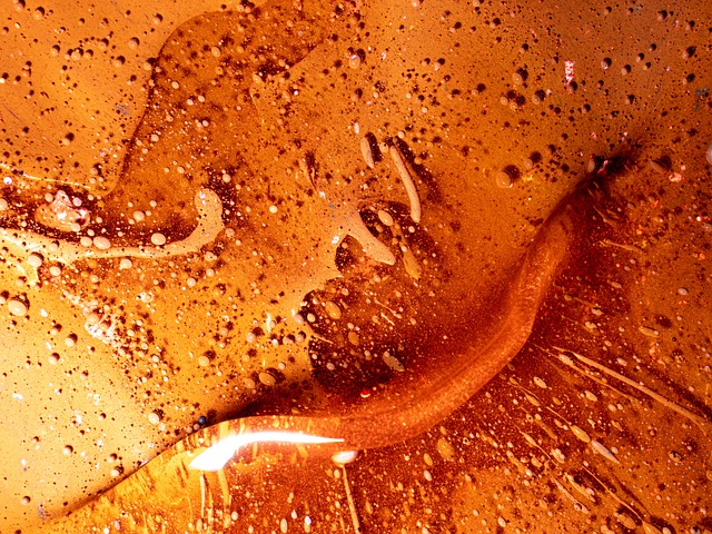 Postup lakování vábničky na lišku: krok za krokem návod