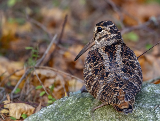 Sluka lesní v oblasti ochrany přírody: doporučení pro zachování tohoto tajemného ptáka