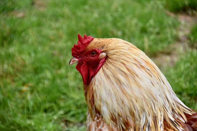 Pravidla a předpisy pro lov ⁣tetřevů hlusec