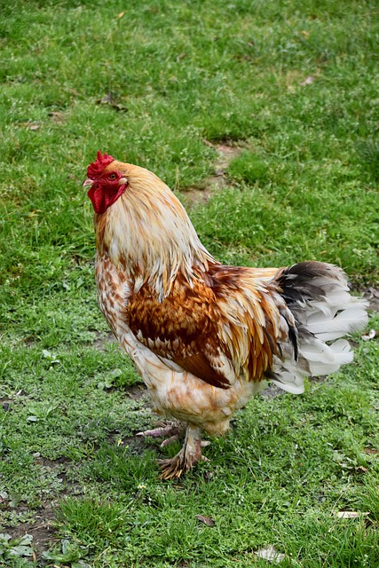 Vybavení a techniky ‌lovu tetřevů hlusec