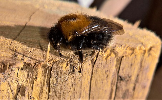 Jak rozpoznat zimní spánek u zvířat?