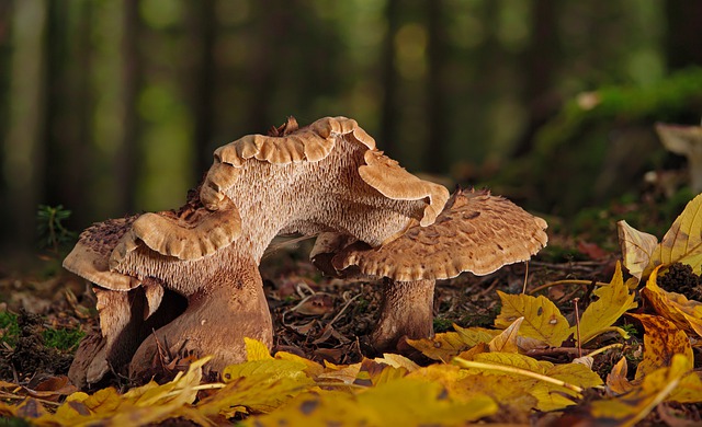 Reh-Fiep Hubertus: Jaké vábničky na srnce doporučují? 1 Jaké jsou doporučené vábničky na srnce?